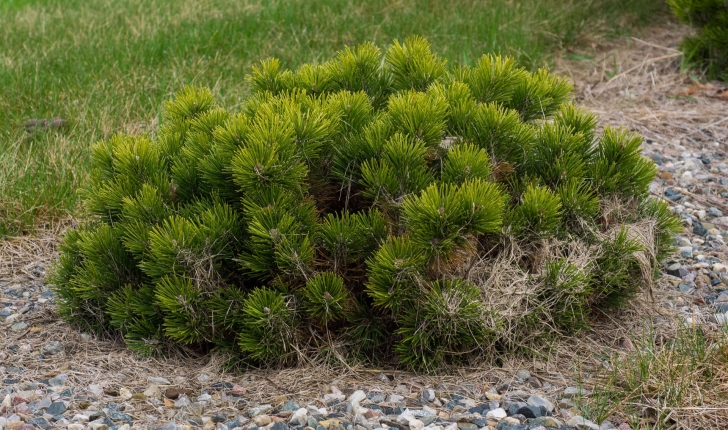 Pinus mugo (Turra, 1764)