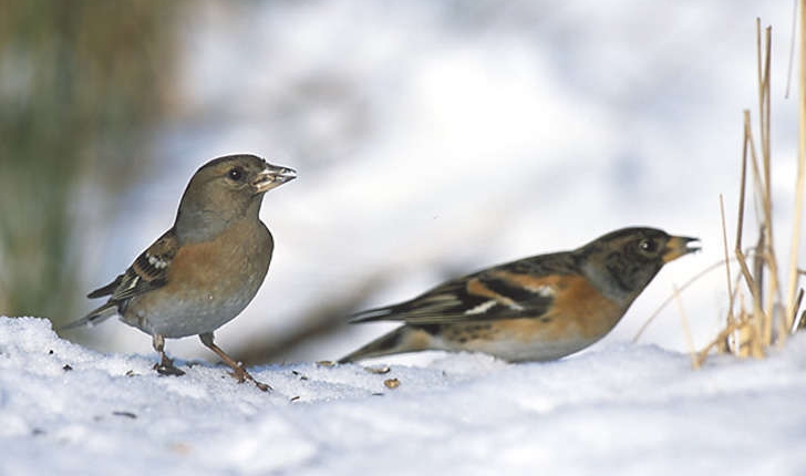 Fringilla montifringilla (L., 1758)