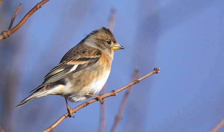 Fringilla montifringilla (L., 1758)