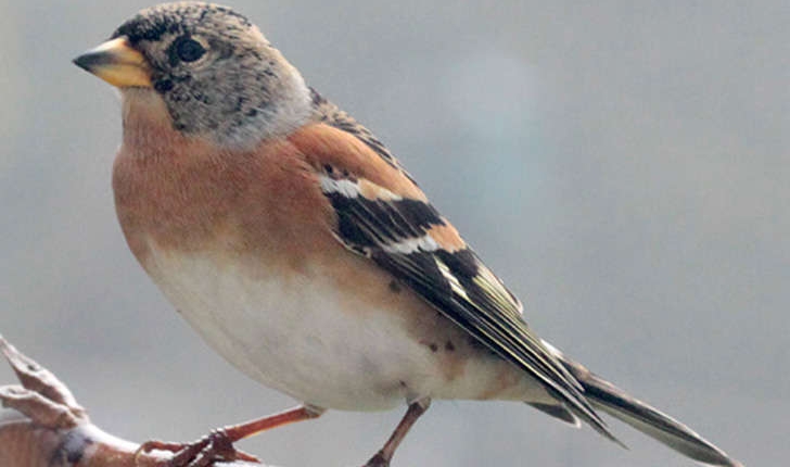 Fringilla montifringilla (L., 1758)