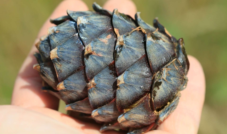 Pinus cembra (L., 1753)