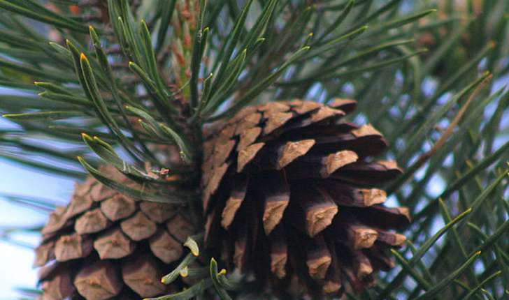 Pinus sylvestris (L., 1753)