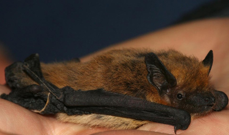 Pipistrellus kuhlii 