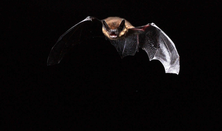 Pipistrellus pipistrellus (Schreber, 1774)