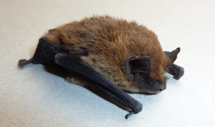 Pipistrellus kuhlii 