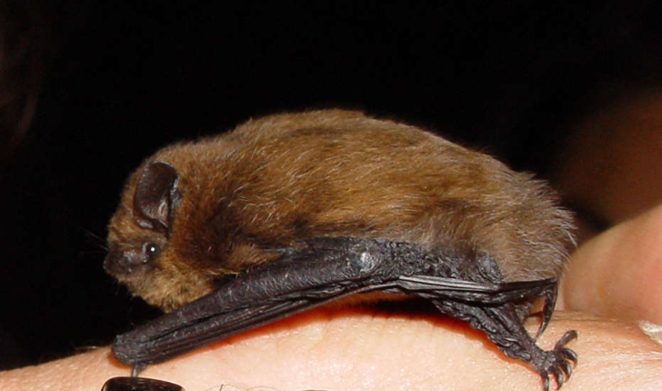 Pipistrellus pipistrellus (Schreber, 1774)
