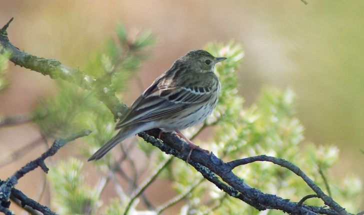 Anthus trivialis (Linnaeus, 1758)