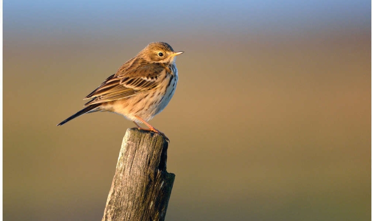 Anthus pratensis (Linnaeus, 1758)