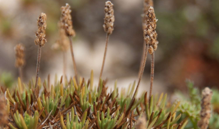 Plantago subulata (Linné, 1753)