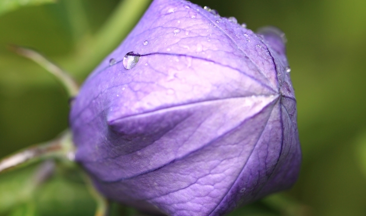 Platycodon grandiflorus, (Jacq.) A.DC. 1830