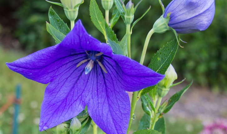 Platycodon grandiflorus, (Jacq.) A.DC. 1830