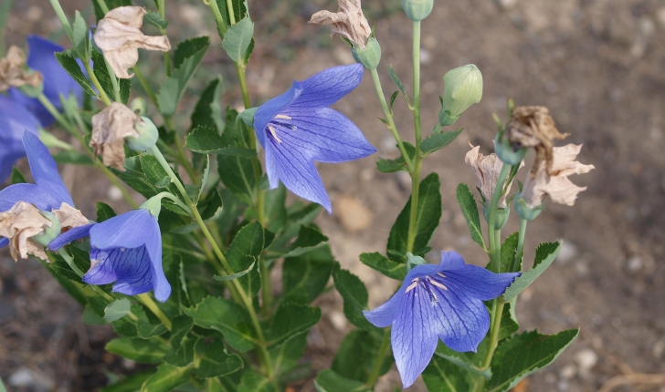 Platycodon grandiflorus, (Jacq.) A.DC. 1830