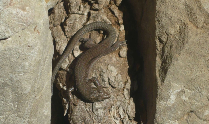 Podarcis liolepsis (Boulenger 1905)