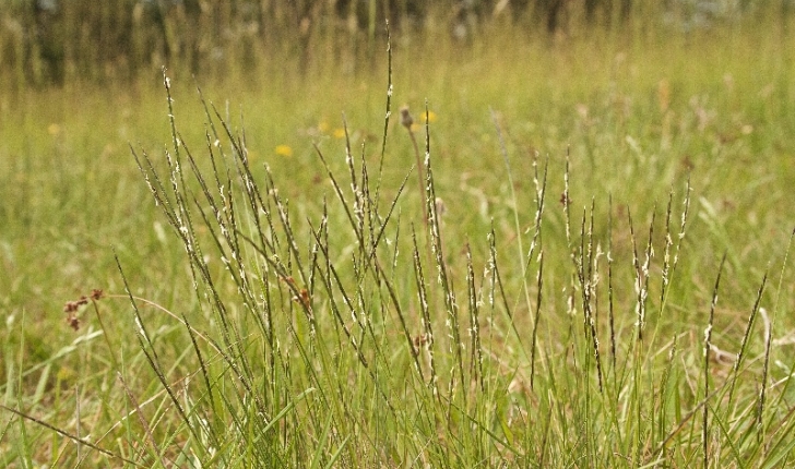 Nard raide - Nardus stricta L. (Crédit : Boureau Jacques)