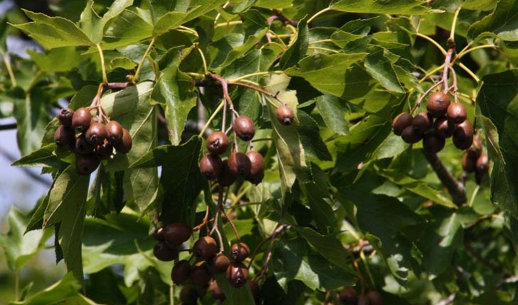 Pyrus communis subsp. pyraster