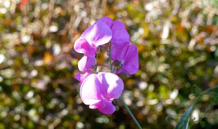 Lathyrus odoratus (L., 1753)