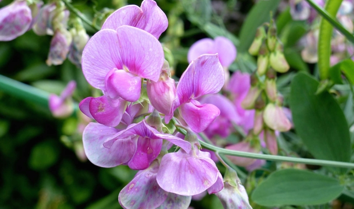 Lathyrus odoratus (L., 1753)