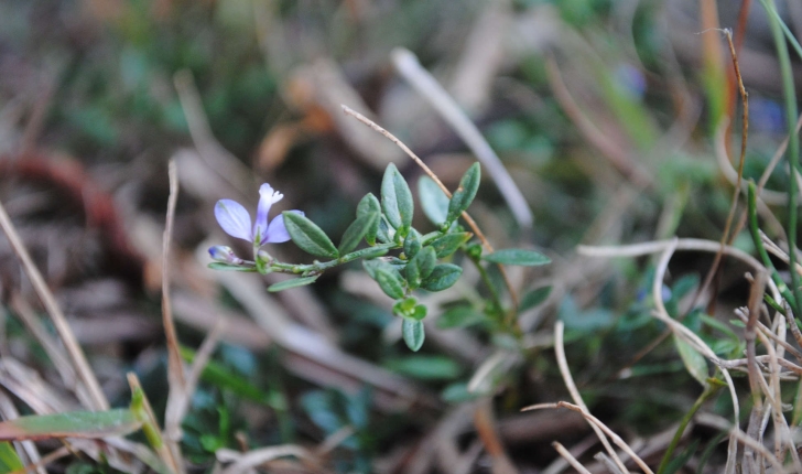Polygala serpyllifolia (Hose, 1797)