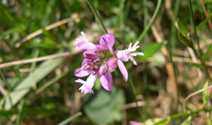 Polygala serpyllifolia (Hose, 1797)