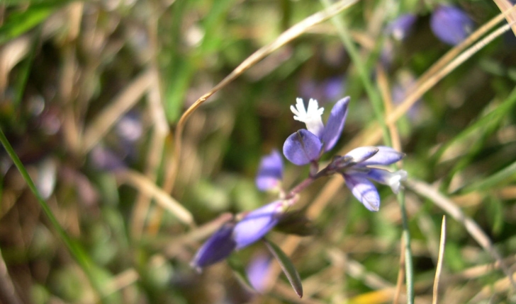 Polygala serpyllifolia (Hose, 1797)
