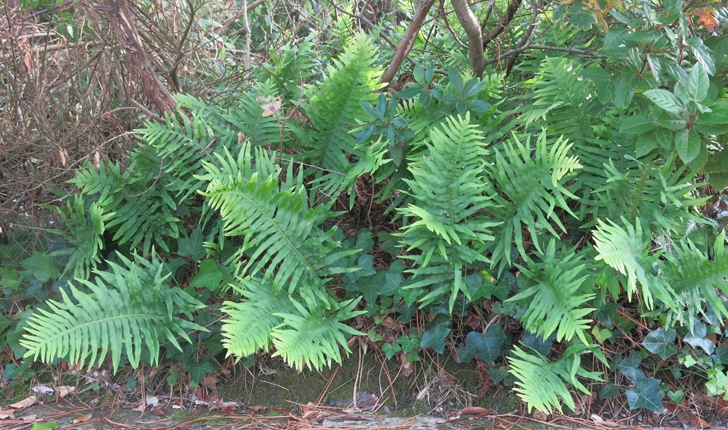 Polypodium cambricum