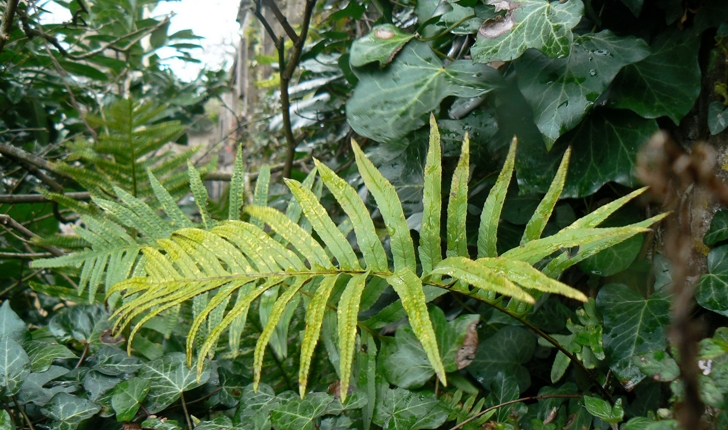 Polypodium cambricum