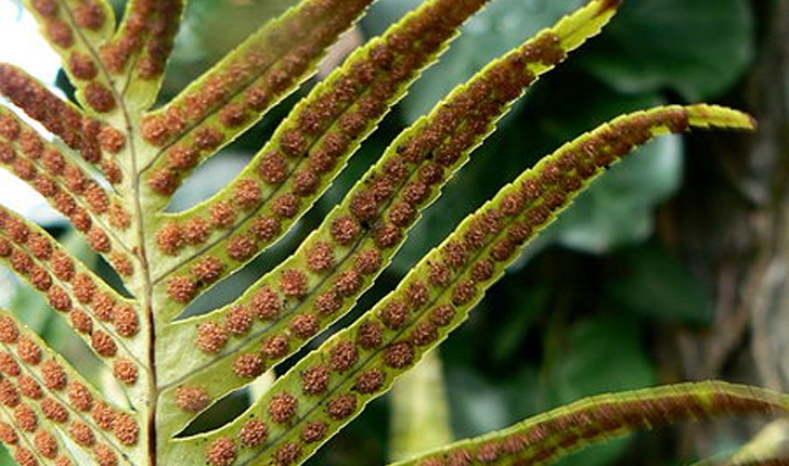 Polypodium cambricum