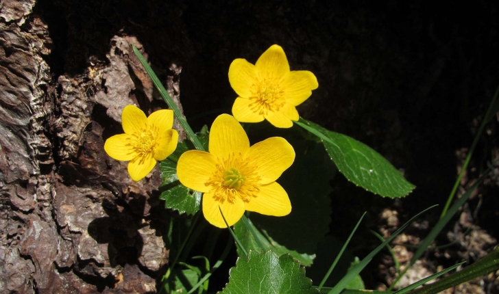 Caltha palustris (L., 1753)