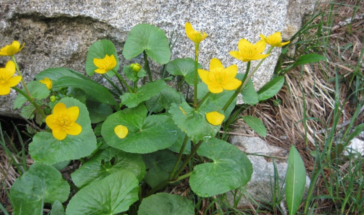 Caltha palustris (L., 1753)