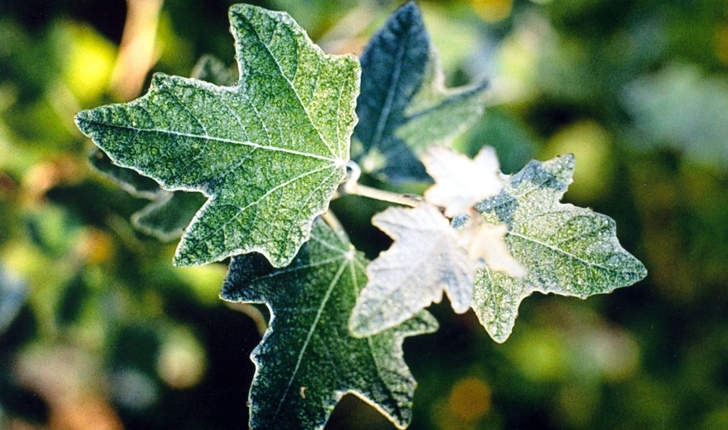 Populus alba