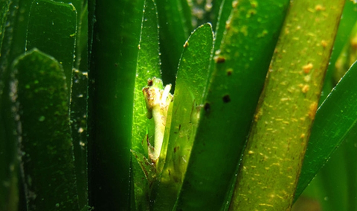 Posidonia oceanica  (L.) Delile