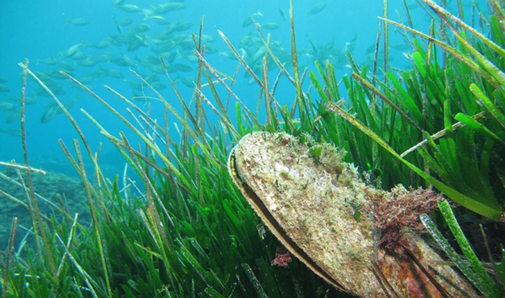 Posidonia oceanica  (L.) Delile