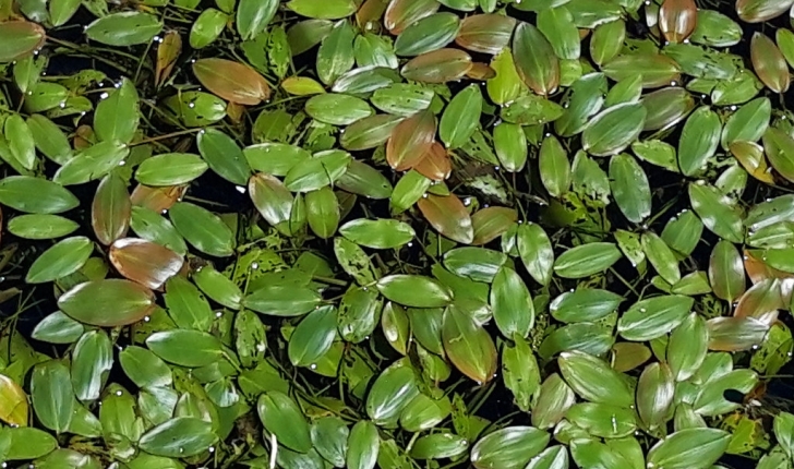 Potamot