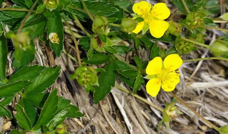 Potentilla erecta (L.) Räusch., 1797