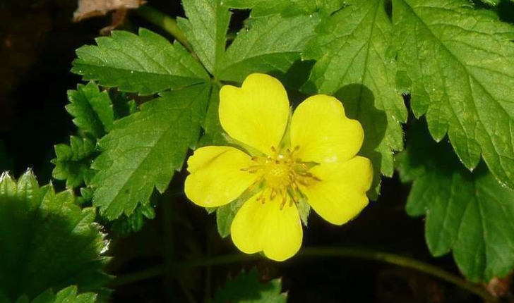 Potentilla reptans L. (1753)