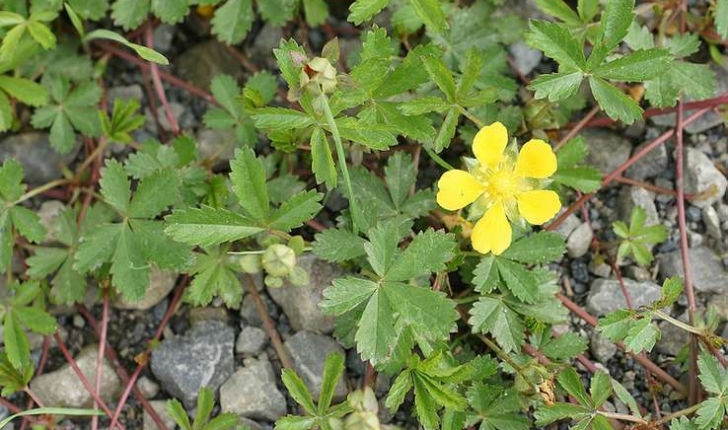Potentilla reptans L. (1753)
