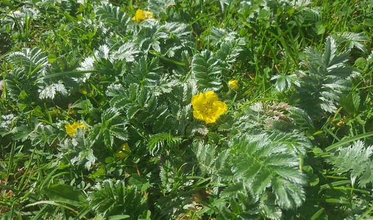 Potentilla anserina