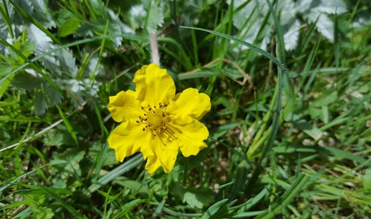 Potentilla anserina