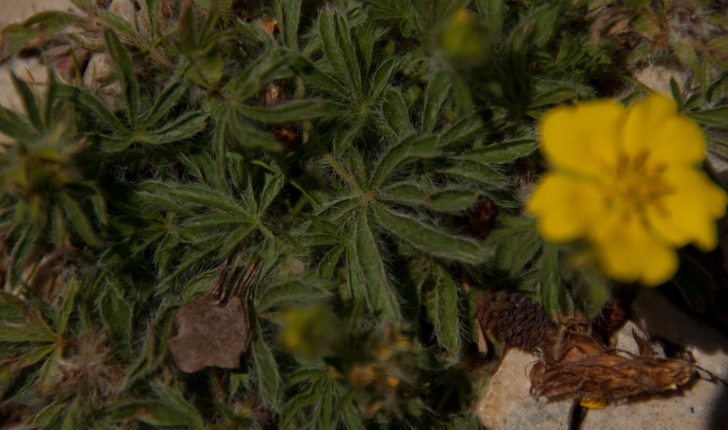 Potentilla hirta (Linné, 1753)