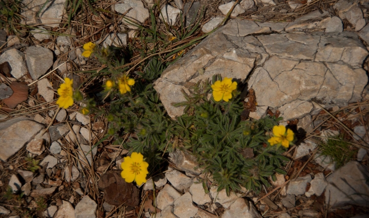 Potentilla hirta (Linné, 1753)