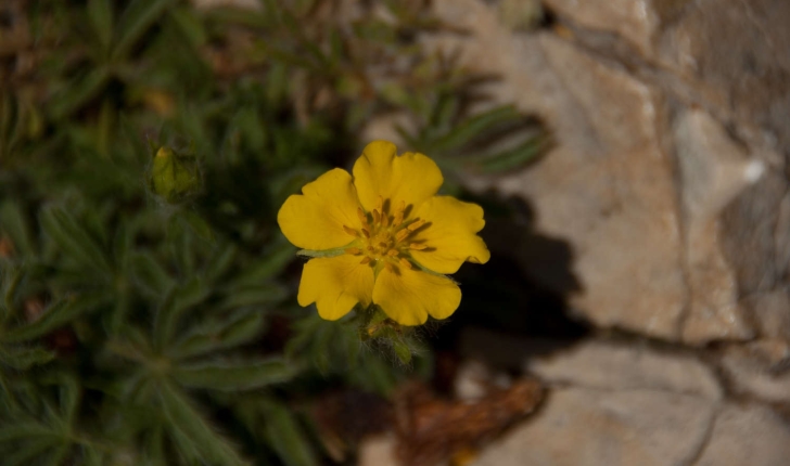 Potentilla hirta (Linné, 1753)