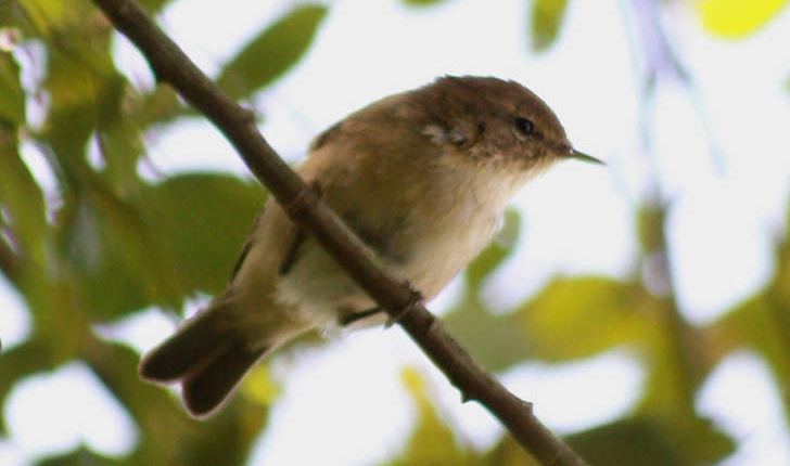 Phylloscopus collybita (Vieillot, 1817)