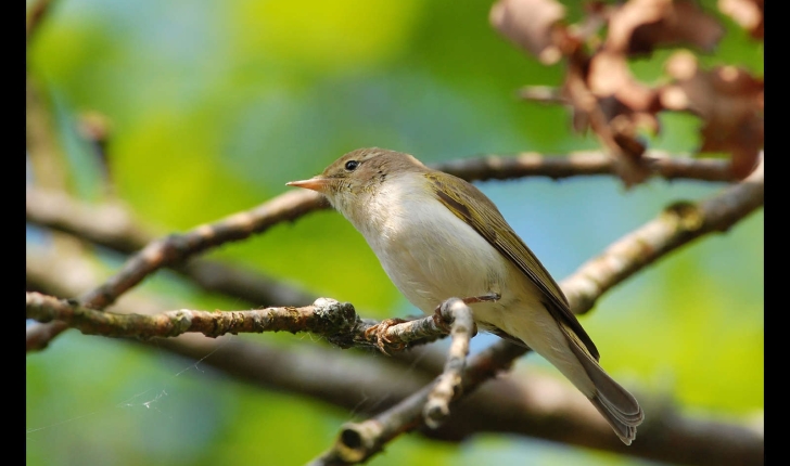 Phylloscopus bonelli (Vieillot, 1819)