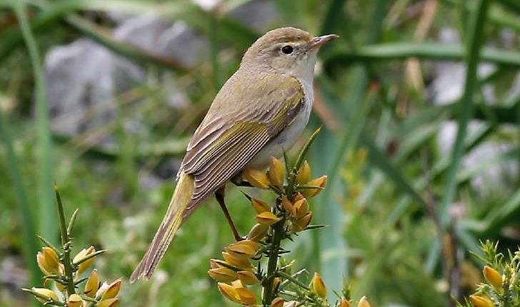 Phylloscopus bonelli (Vieillot, 1819)