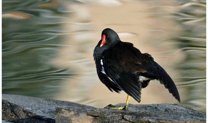 Gallinula chloropus (Linnaeus, 1758)