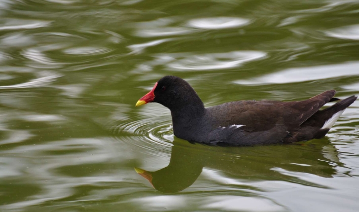 Gallinula chloropus (Linnaeus, 1758)