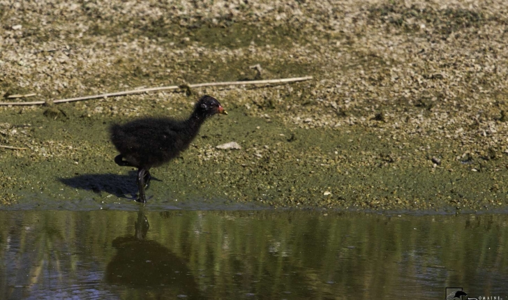 Gallinula chloropus (Linnaeus, 1758)
