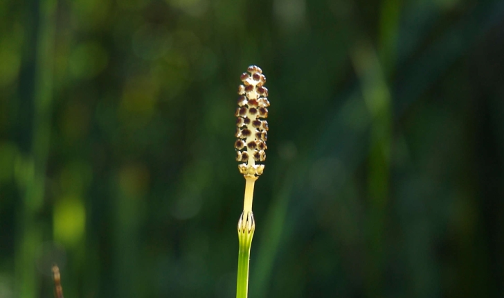 Equisetum palustre (L., 1753)