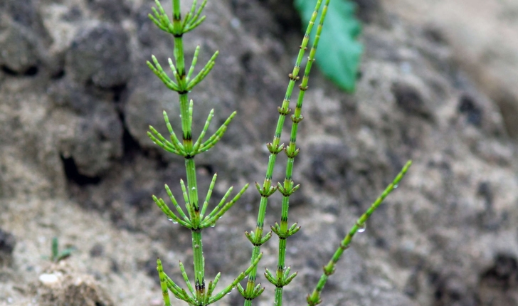 Equisetum palustre (L., 1753)