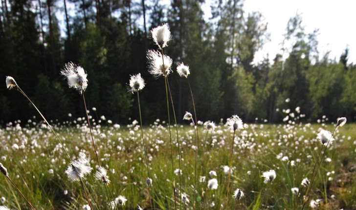 Eriophorum vaginatum